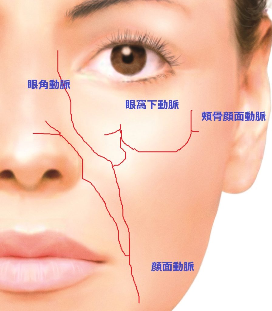 顔面の血管