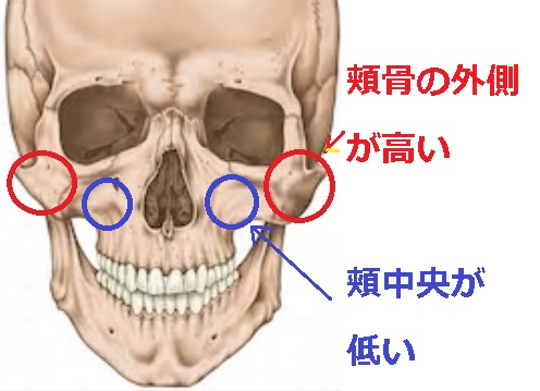 頬骨隆起の突出と頬が低い骨格
