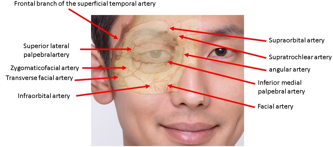 目の下の血管の名称と分布について 目の下の美容整形の危険領域